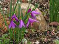 Olsynium douglasii